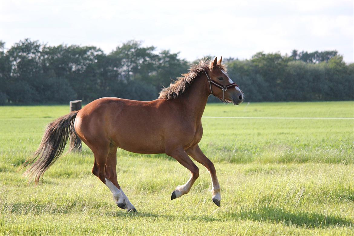 Anden særlig race Ofelia billede 17