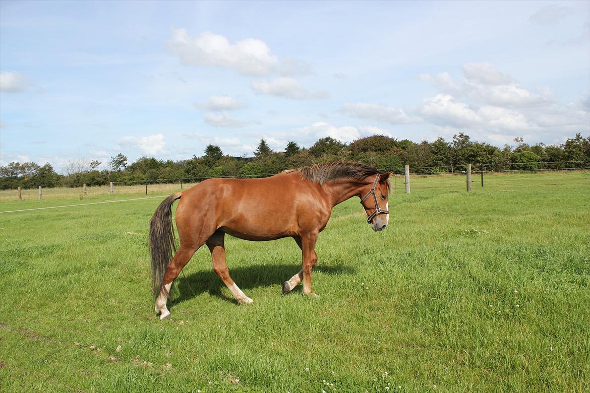 Anden særlig race Ofelia billede 19