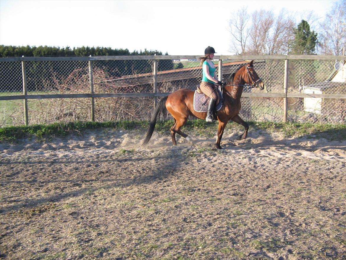 Traver Princess billede 2