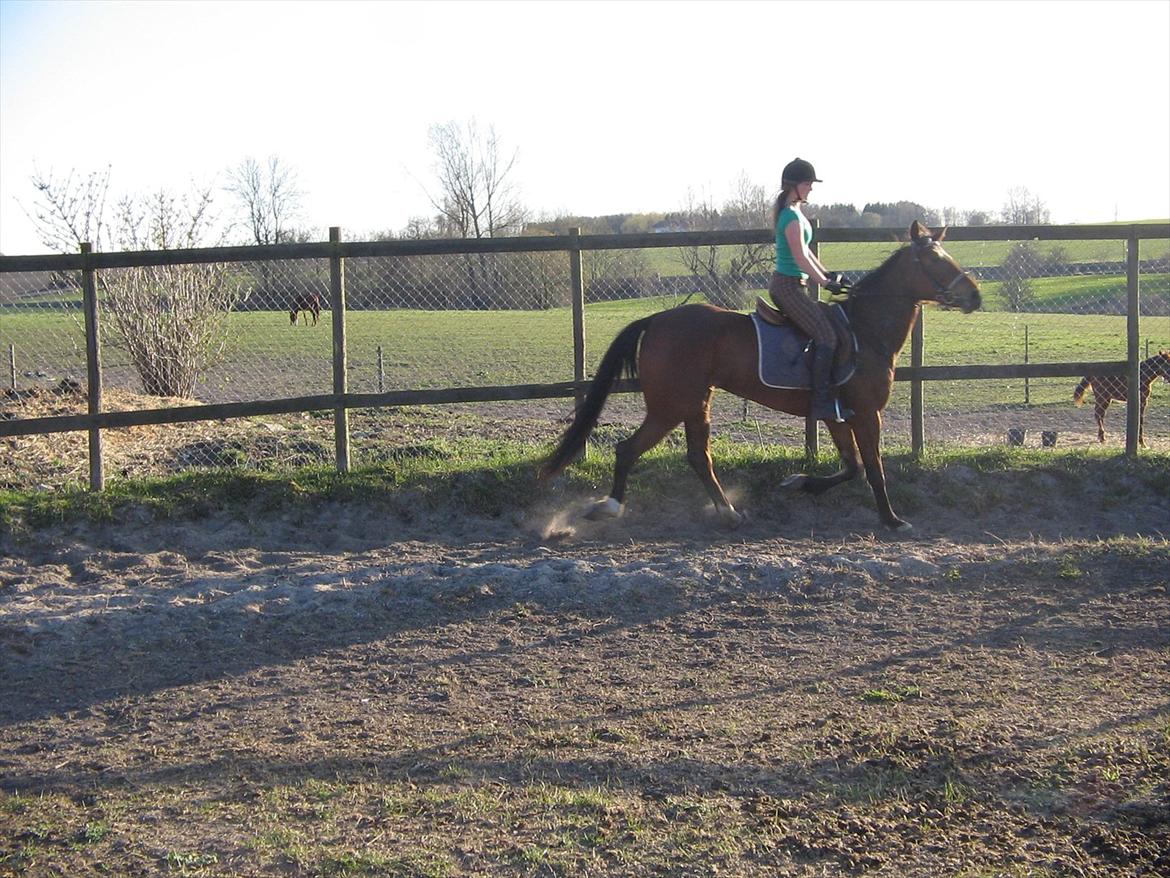 Traver Princess billede 3