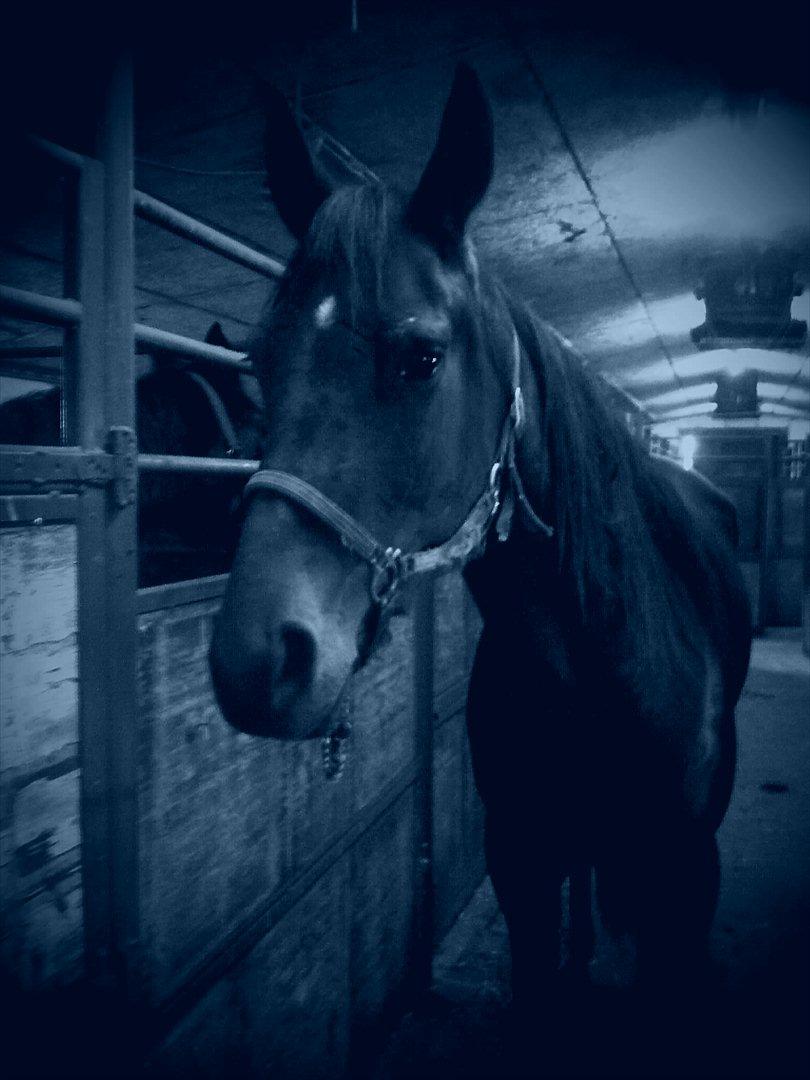 Traver Princess billede 4