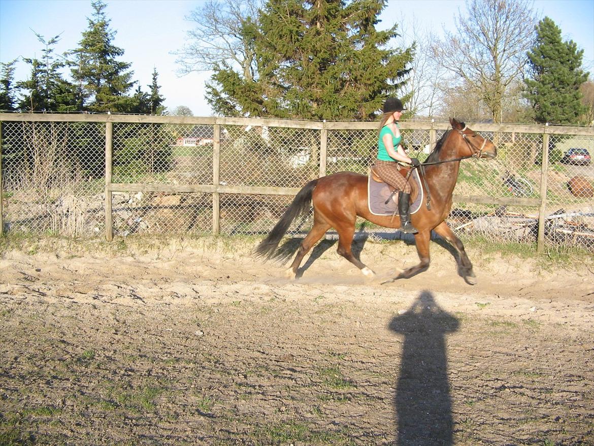 Traver Princess billede 6