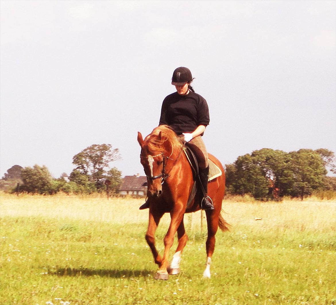 Anden særlig race Mariska *Lady* billede 14