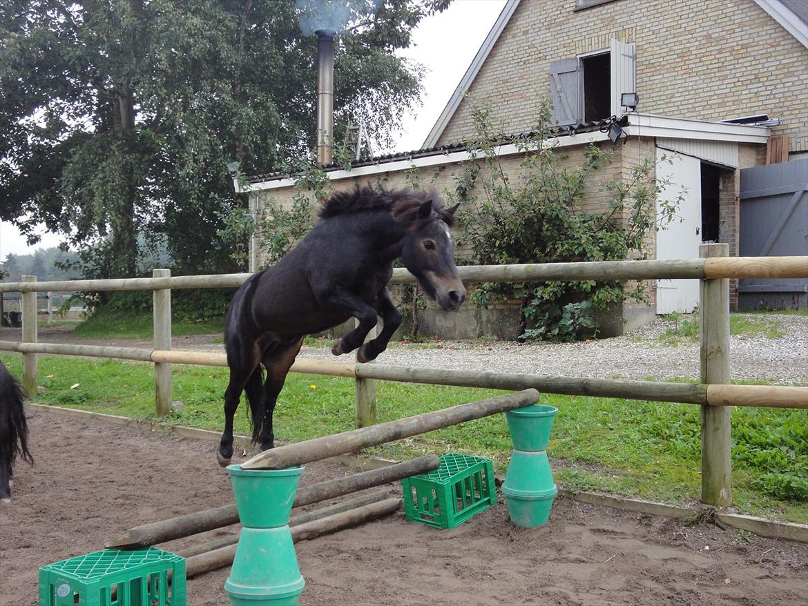 Shetlænder Mads billede 20