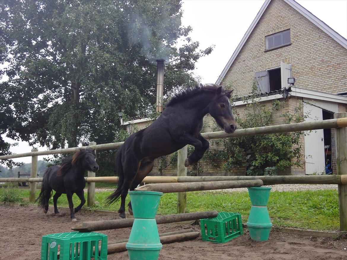 Shetlænder Mads - mads hopper rigtig højt !!! billede 3