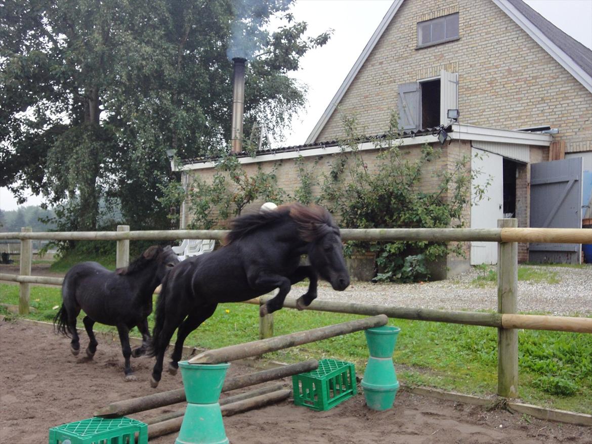 Shetlænder Mikkel billede 5