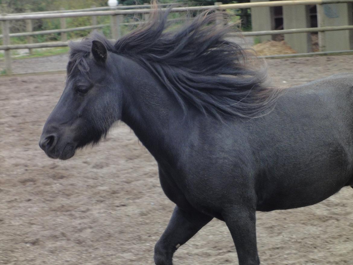 Shetlænder Mikkel billede 15