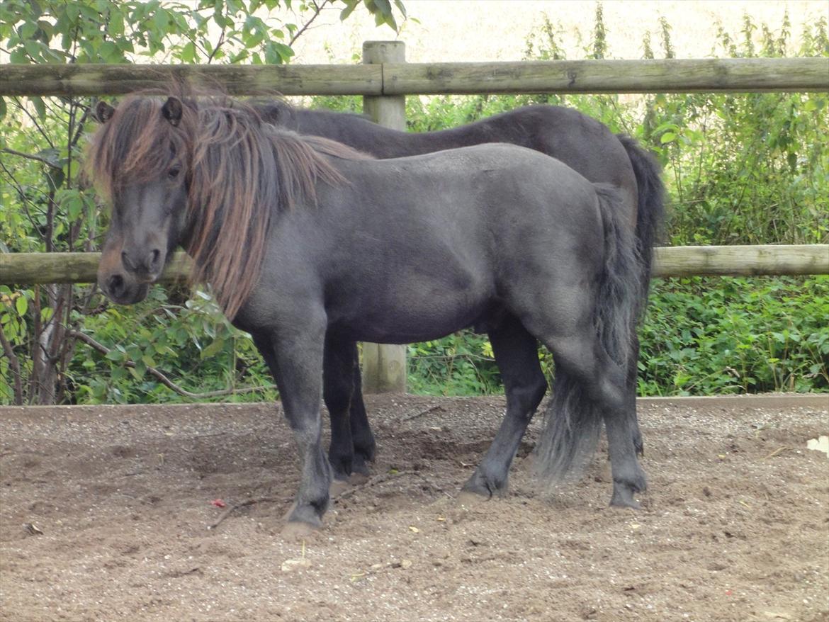Shetlænder Mikkel billede 16