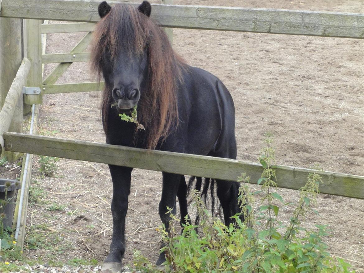 Shetlænder Mikkel billede 1
