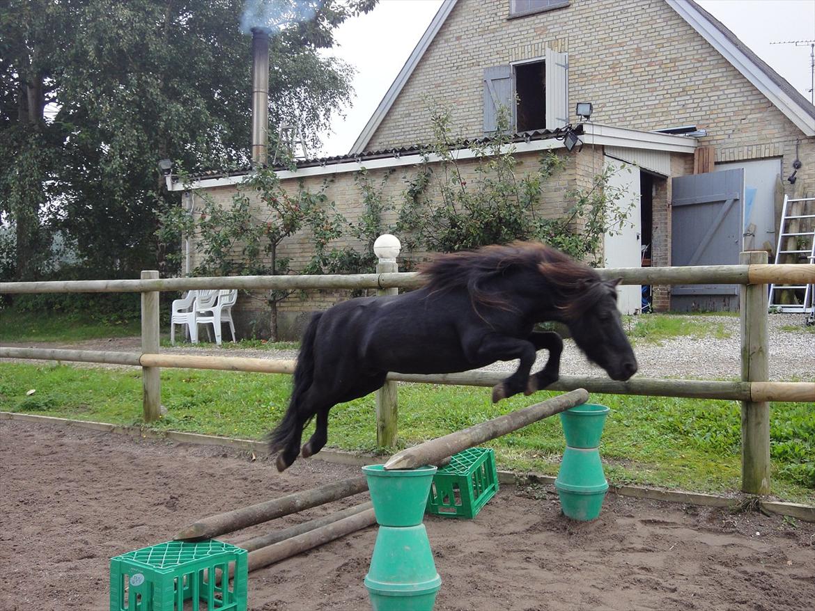 Shetlænder Mikkel billede 18
