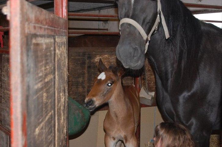 Traver Ulala billede 7