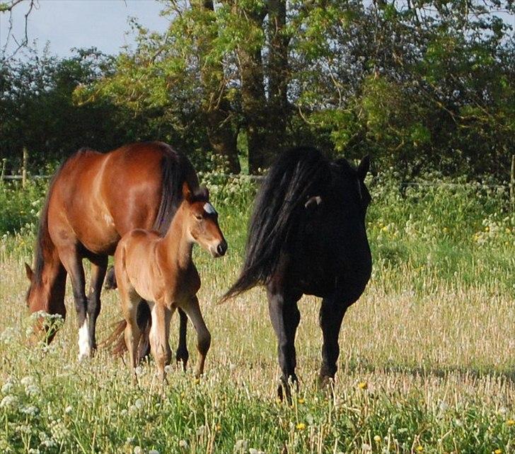 Traver Ulala billede 8