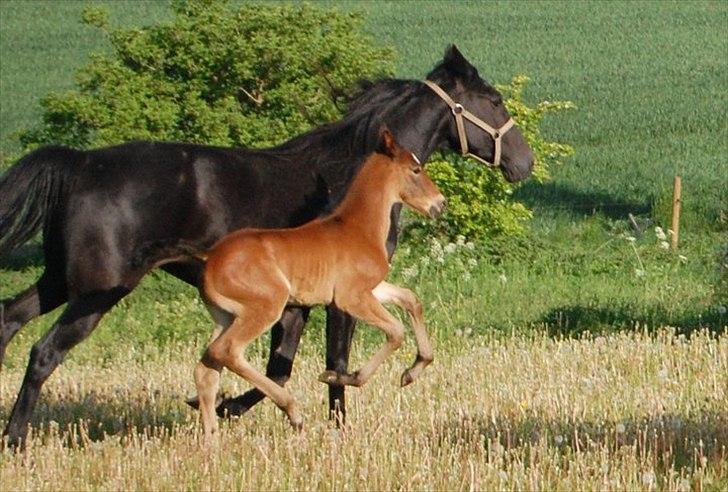 Traver Ulala billede 9