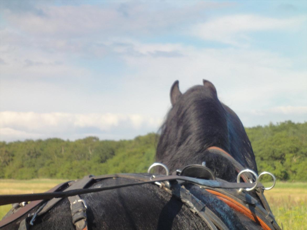 Frieser Tamke af søndergård billede 7