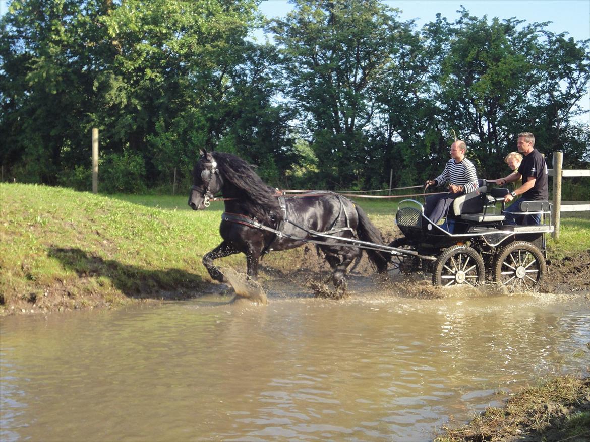 Frieser Tamke af søndergård billede 12