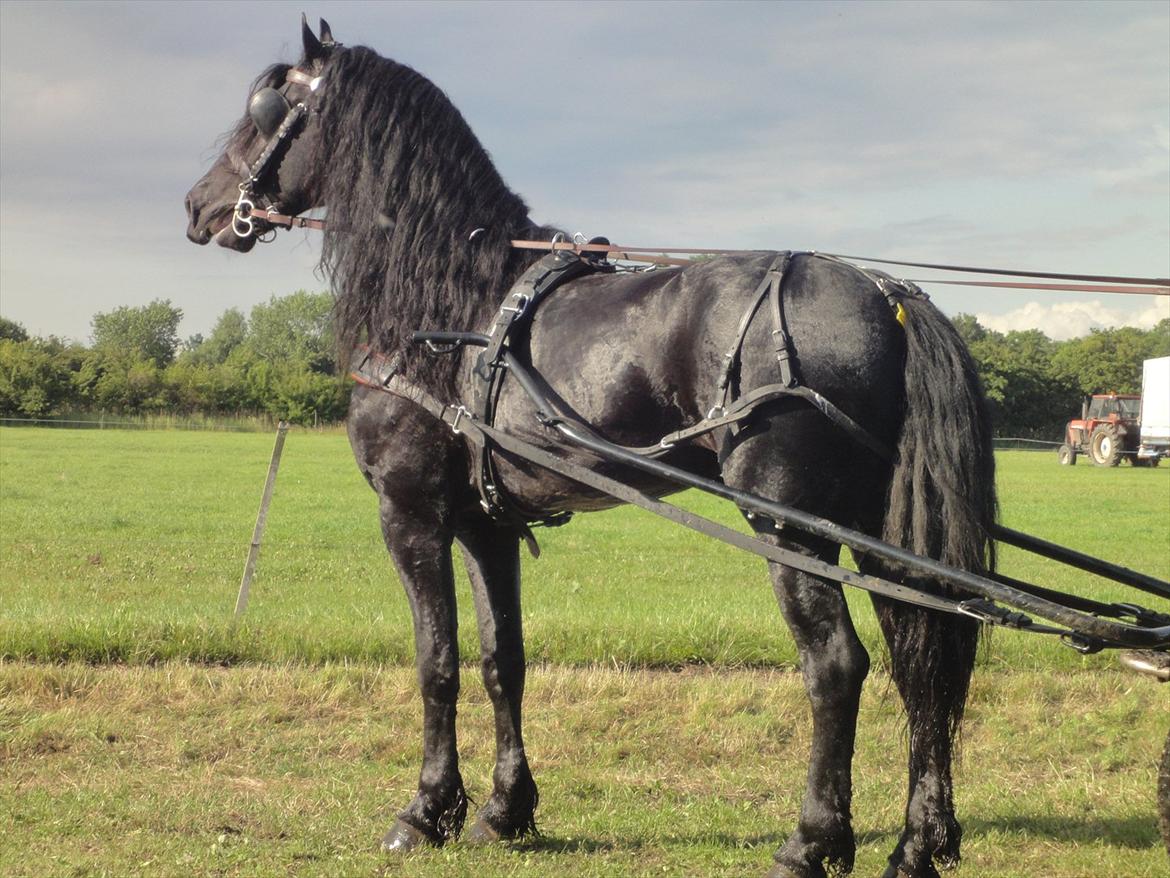 Frieser Tamke af søndergård billede 4