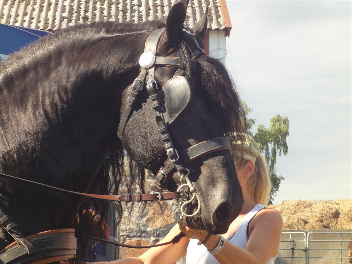 Frieser Tamke af søndergård billede 6