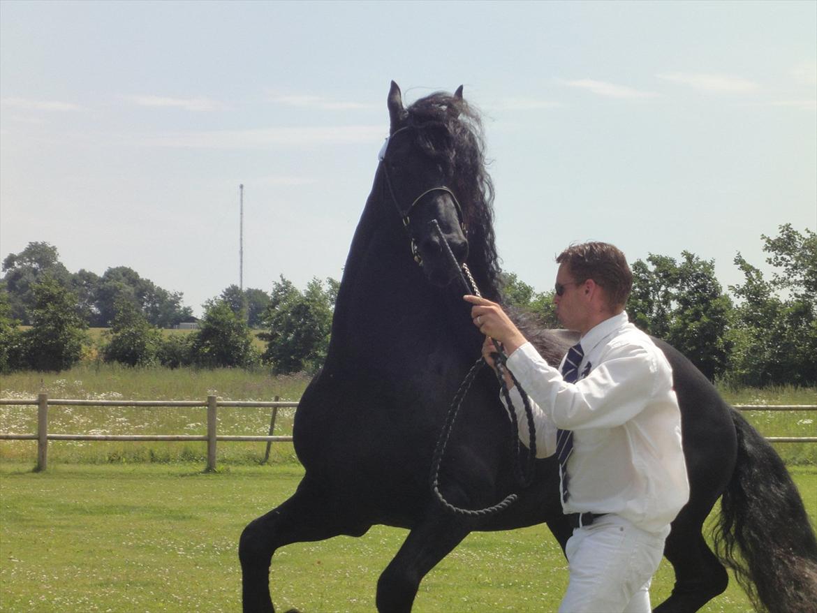 Frieser Tamke af søndergård billede 13