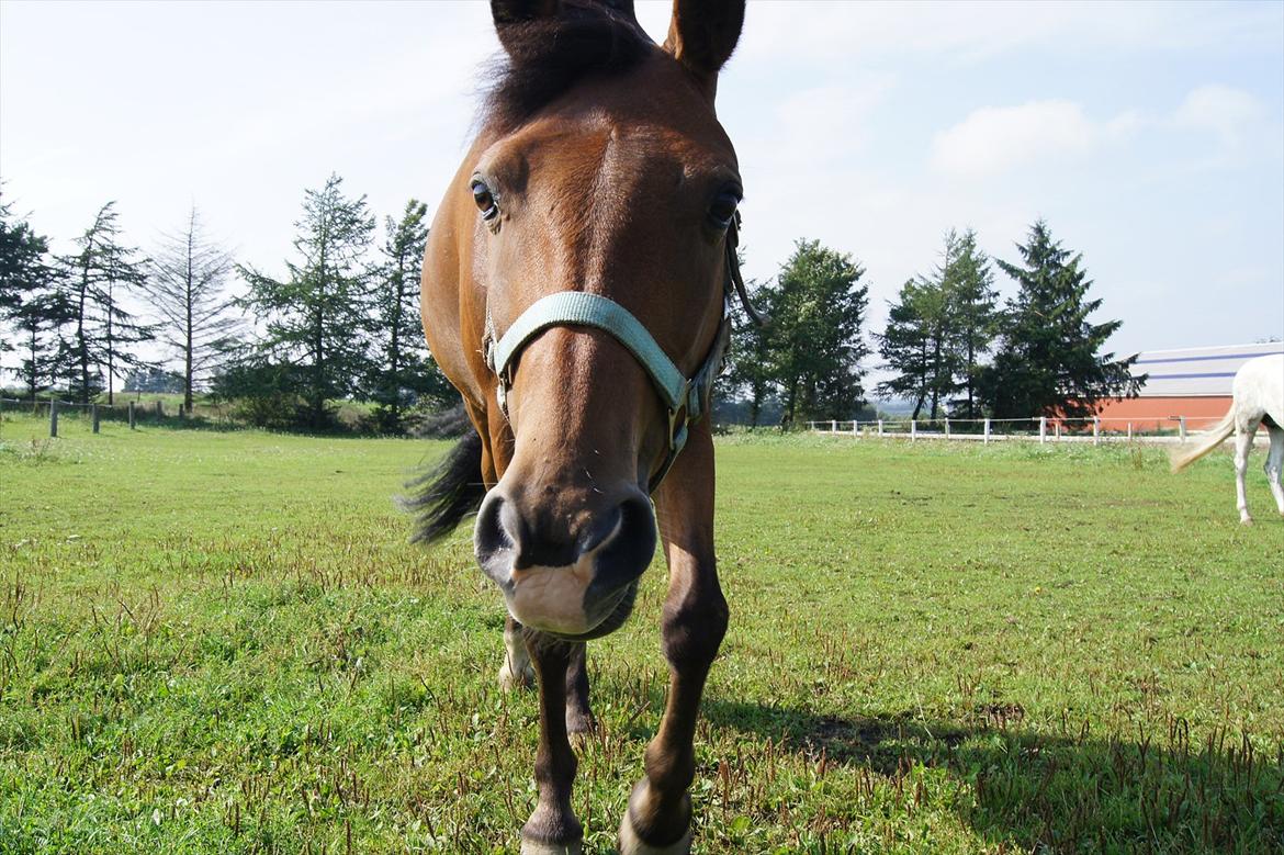 Tysk Sportspony Lienes - <3 billede 10