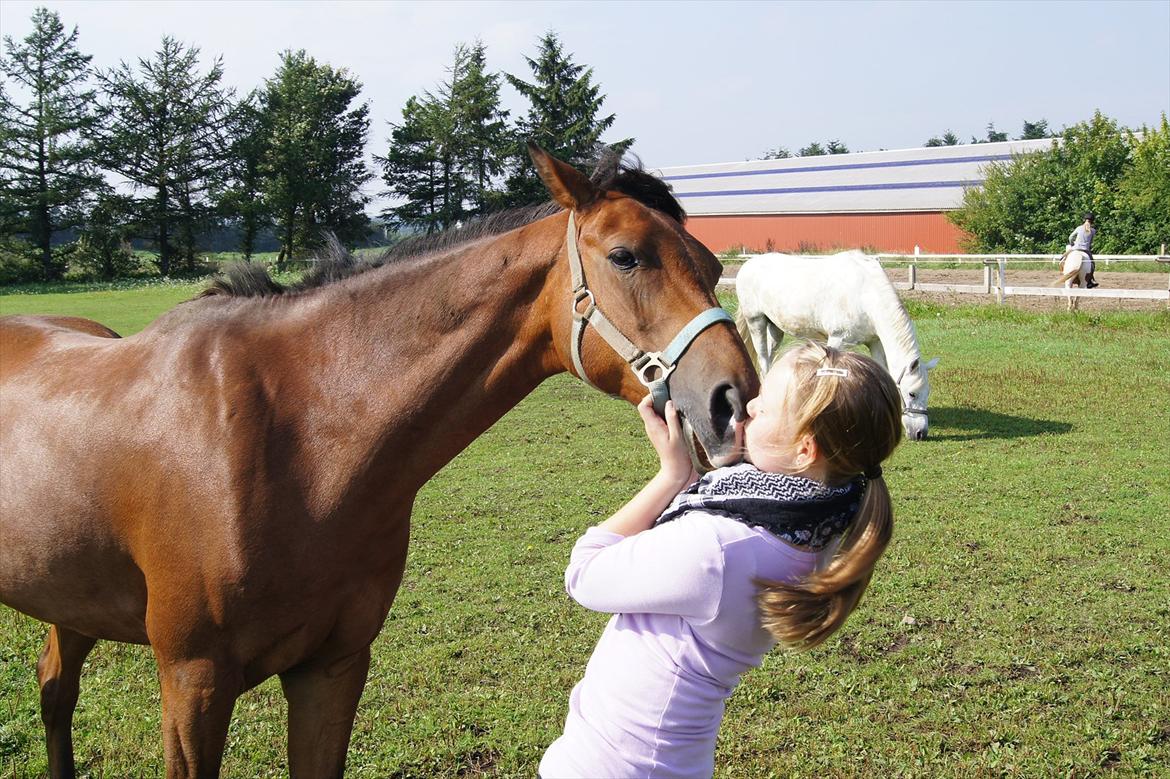 Tysk Sportspony Lienes - Mys mys billede 6