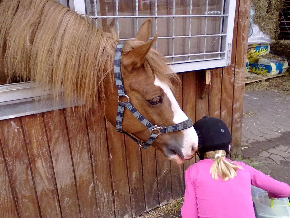 Anden særlig race Carisma - Carisma tjekker lige om Maja har nogle godbidder :) billede 8