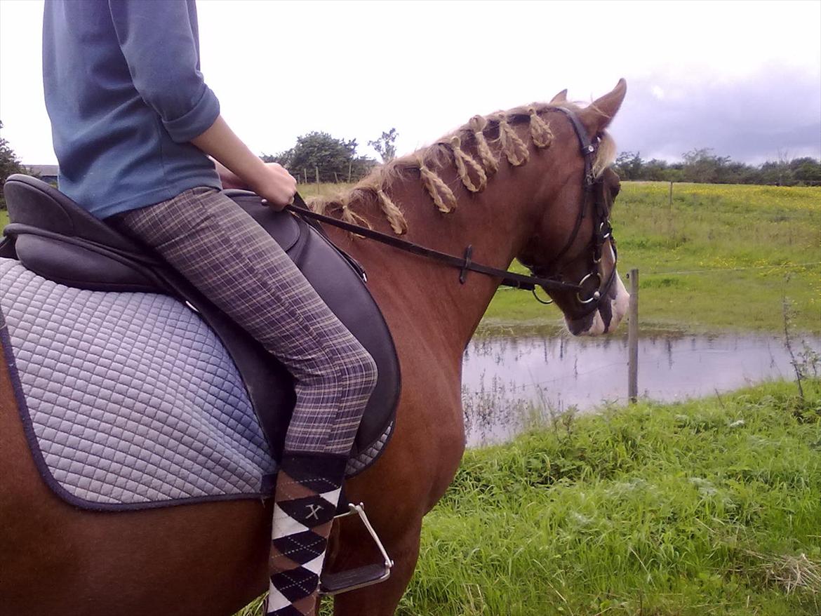 Anden særlig race Carisma - Det er altid hyggeligt at ride tur på Carisma :D billede 11