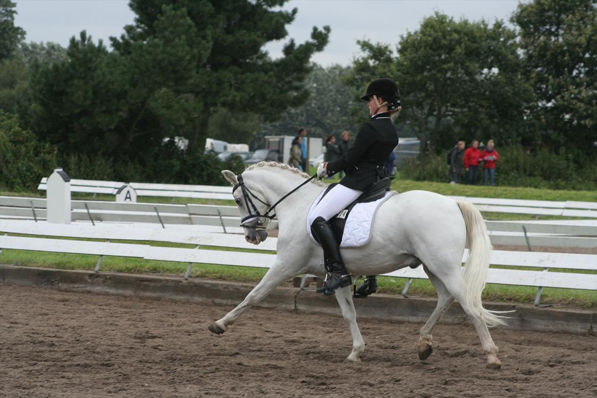 Anden særlig race Julius, **A-PONY** - Tørring Uldum august 2011 PRI til 72,37% billede 2