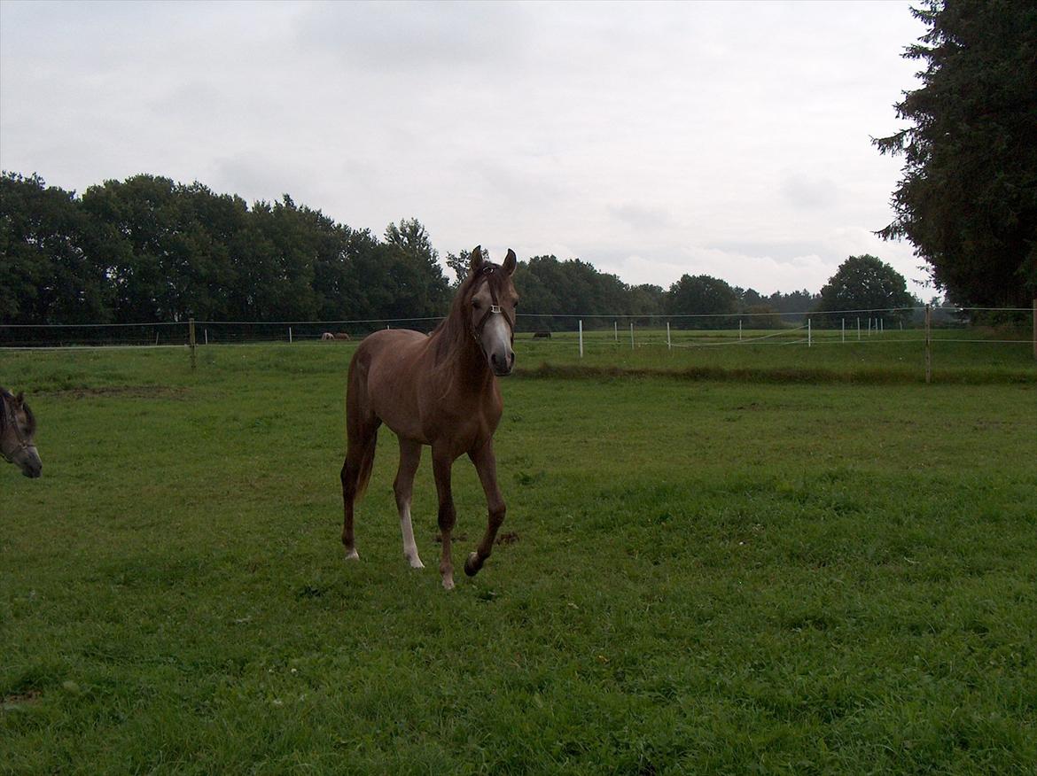 Arabisk fuldblod (OX) "Ala" - Ibn El Ghalahad - August 2011. Han har leget med Monti og hans grime sidder lidt sjovt på nogle af billederne :o) billede 7