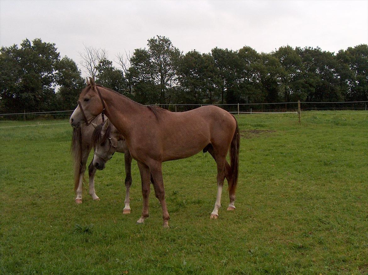 Arabisk fuldblod (OX) "Ala" - Ibn El Ghalahad - August 2011 billede 8