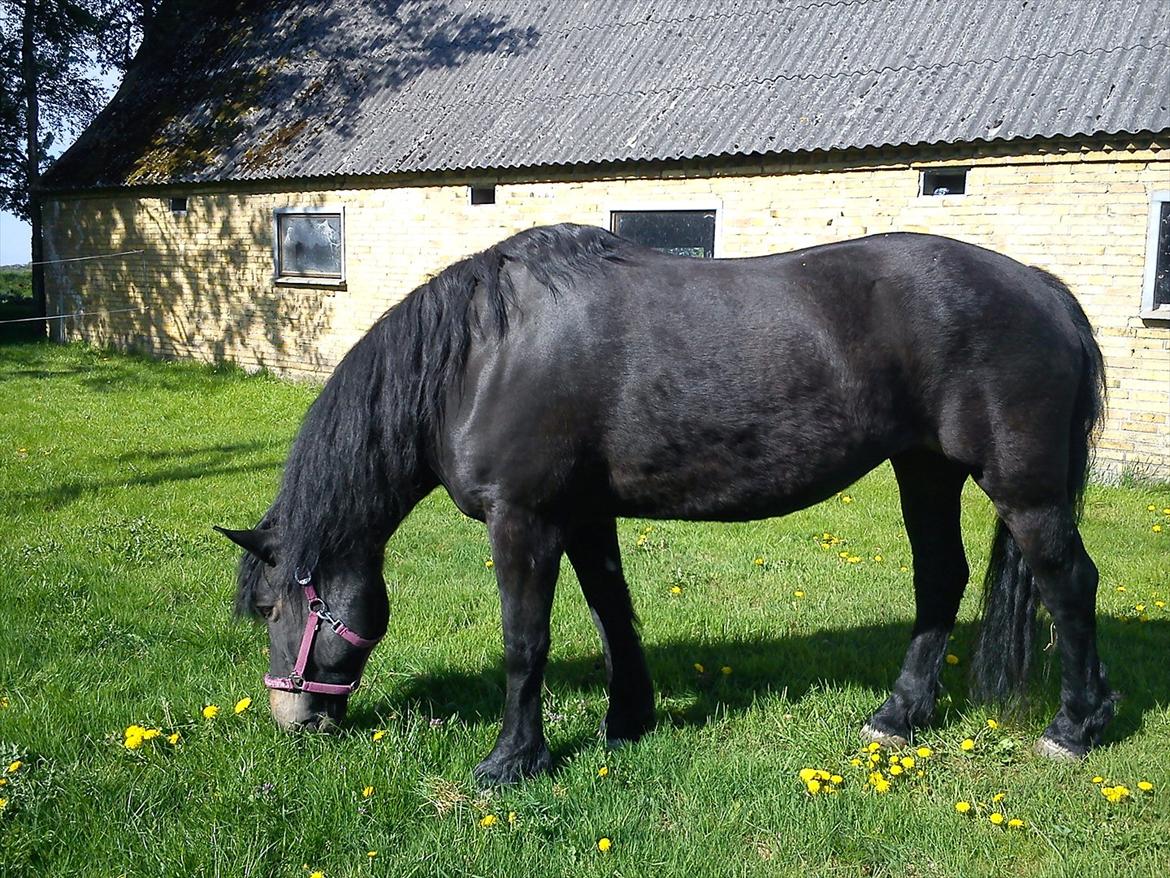 Norsk Døle Vedel´s Linsi - Linsi guffer dejligt græs 2011 billede 9