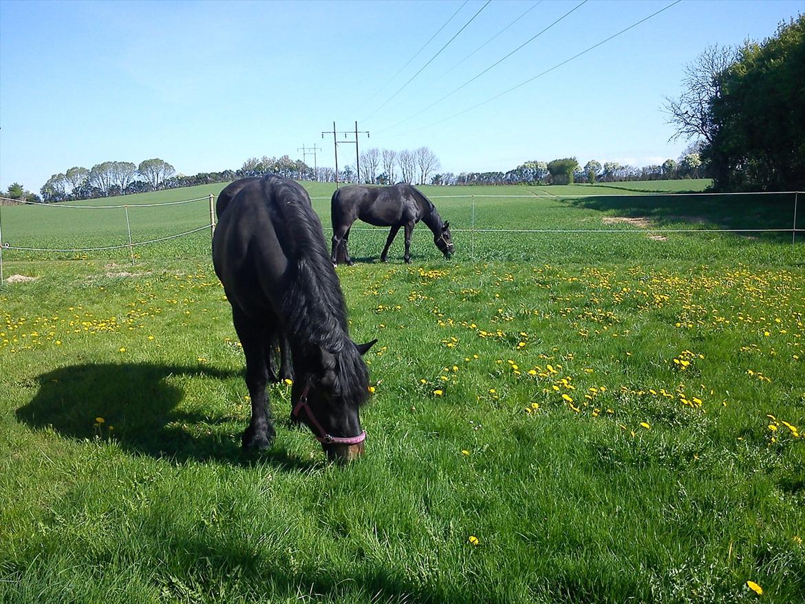 Norsk Døle Vedel´s Linsi billede 10