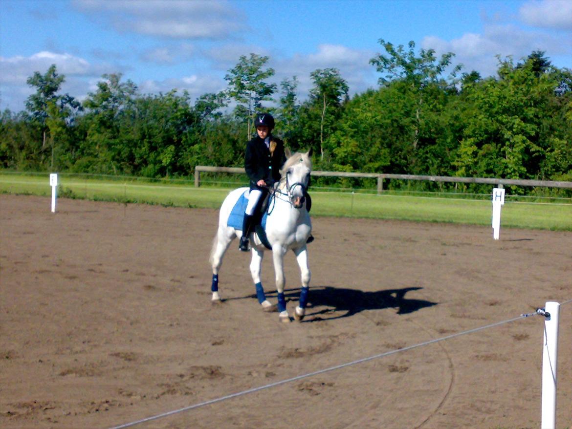 Anden særlig race Frederik - Frederik og Cecilie til stævne juni 2011. Flotte fyr :) billede 20