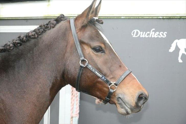 New Forest Lucky - Futte, flettet op og ser topl&#230;kker ud! billede 16