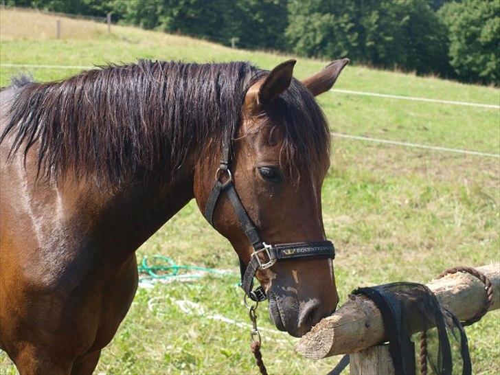 New Forest Lucky - Futte p&#229; sommerferie p&#229; m&#248;n.. Afslapning. billede 6