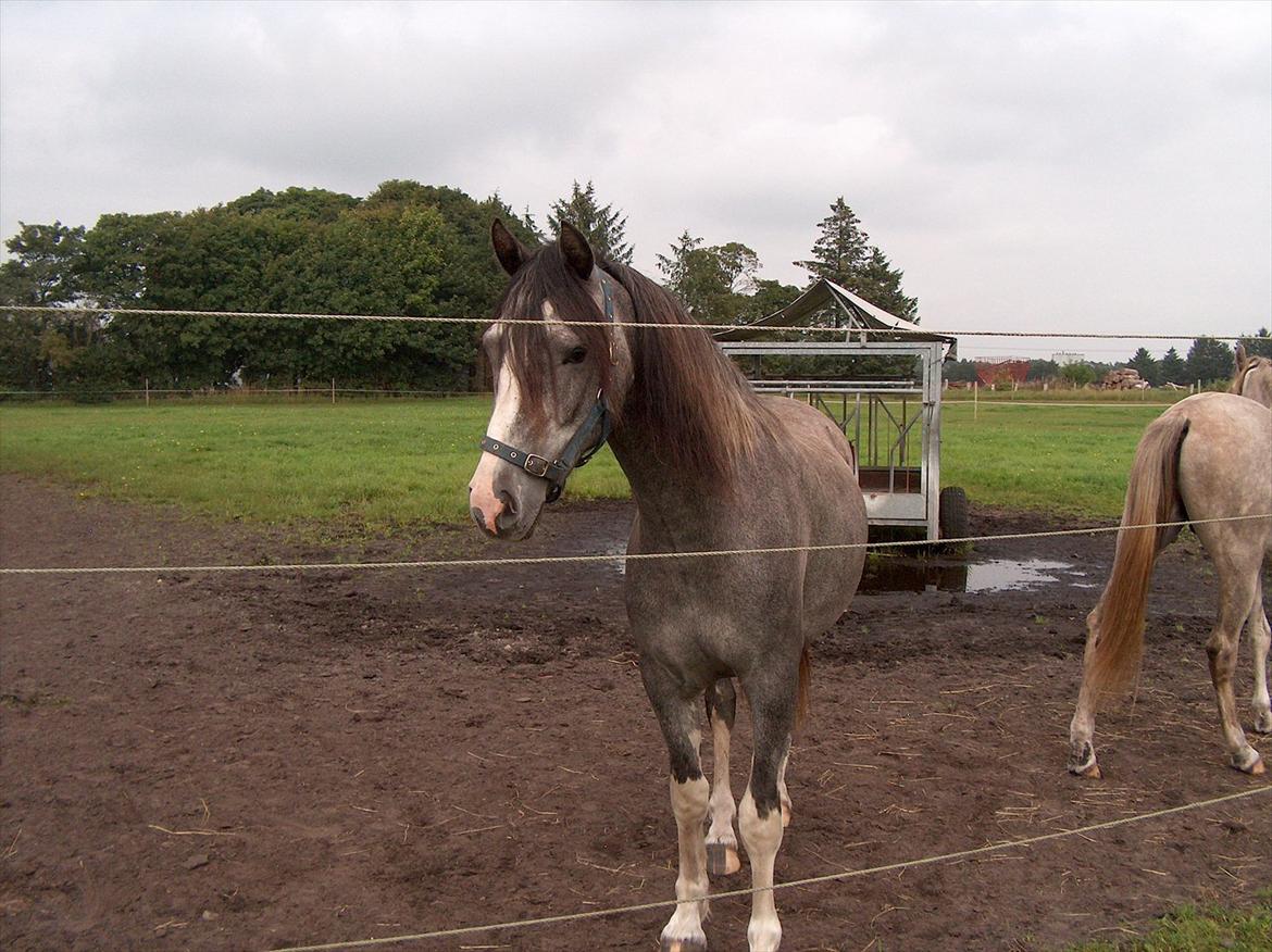 Welsh Partbred (Sec F) Gravens Fairytale billede 5