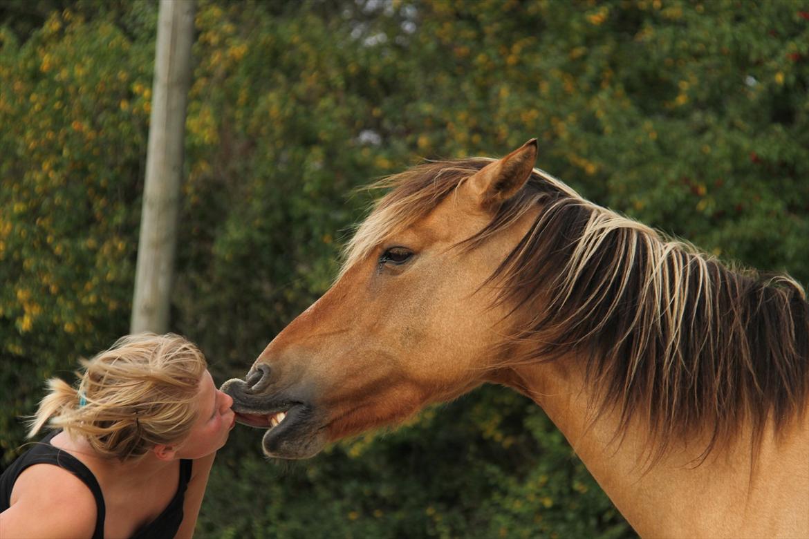 Anden særlig race Karlsbjerggårds Surprise  - Søøøøøøøøøød hest! Fotograf: Signe billede 1