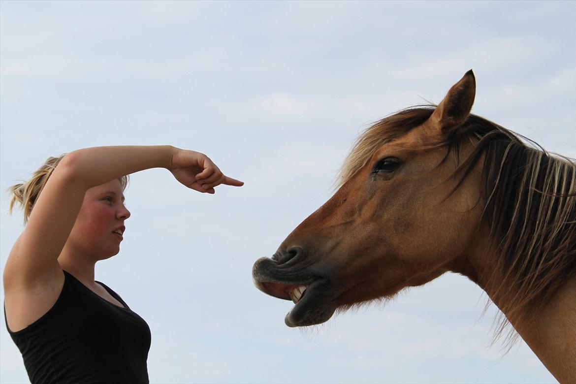 Anden særlig race Karlsbjerggårds Surprise  - Elsker dig hest! Ingen mig uden dig.. Fotograf: Signe billede 12