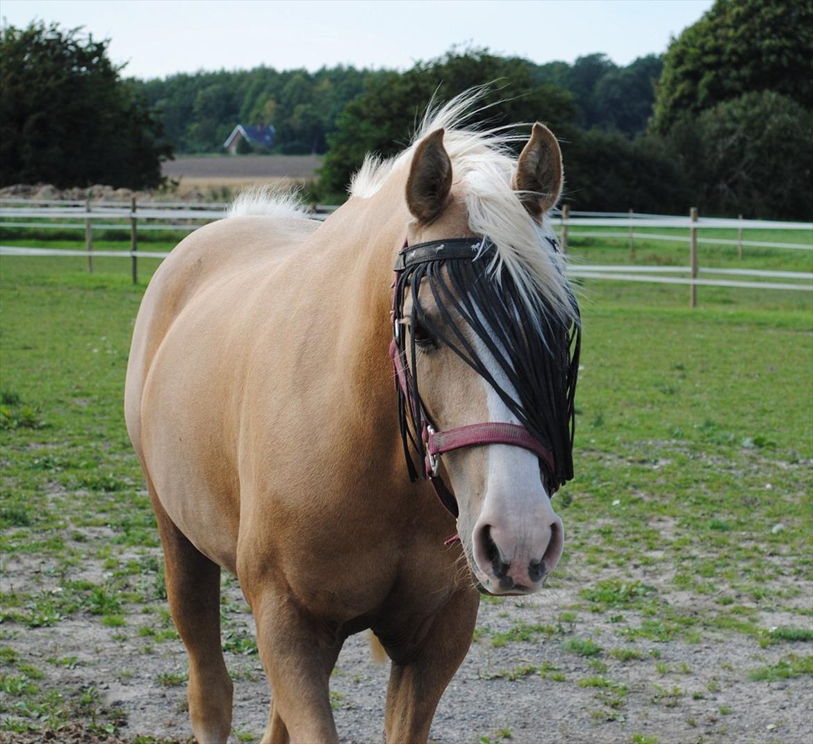 Palomino Yabadoo - <3 billede 3