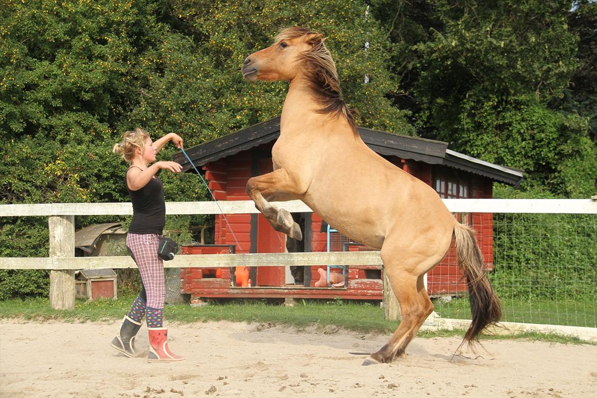 Anden særlig race Karlsbjerggårds Surprise  - Stejle :) Hun kommer efterhånden rimlig højt op. Fotograf: Signe billede 9