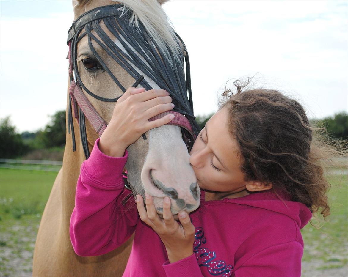 Palomino Yabadoo - møøøøøs til ham den gule! :**** billede 9