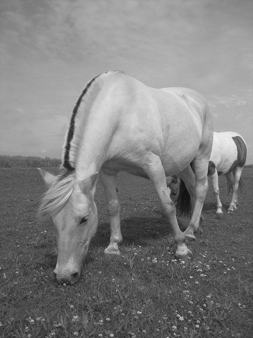 Fjordhest Galla Gudenå - En stille dag på marken :-D
Foto - Kathrine billede 15
