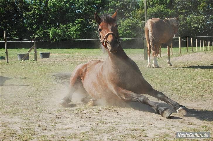 DSP Smedestedet's Kiwi.<3 Elsker dig stadig!<3 - Kiwi. billede 1