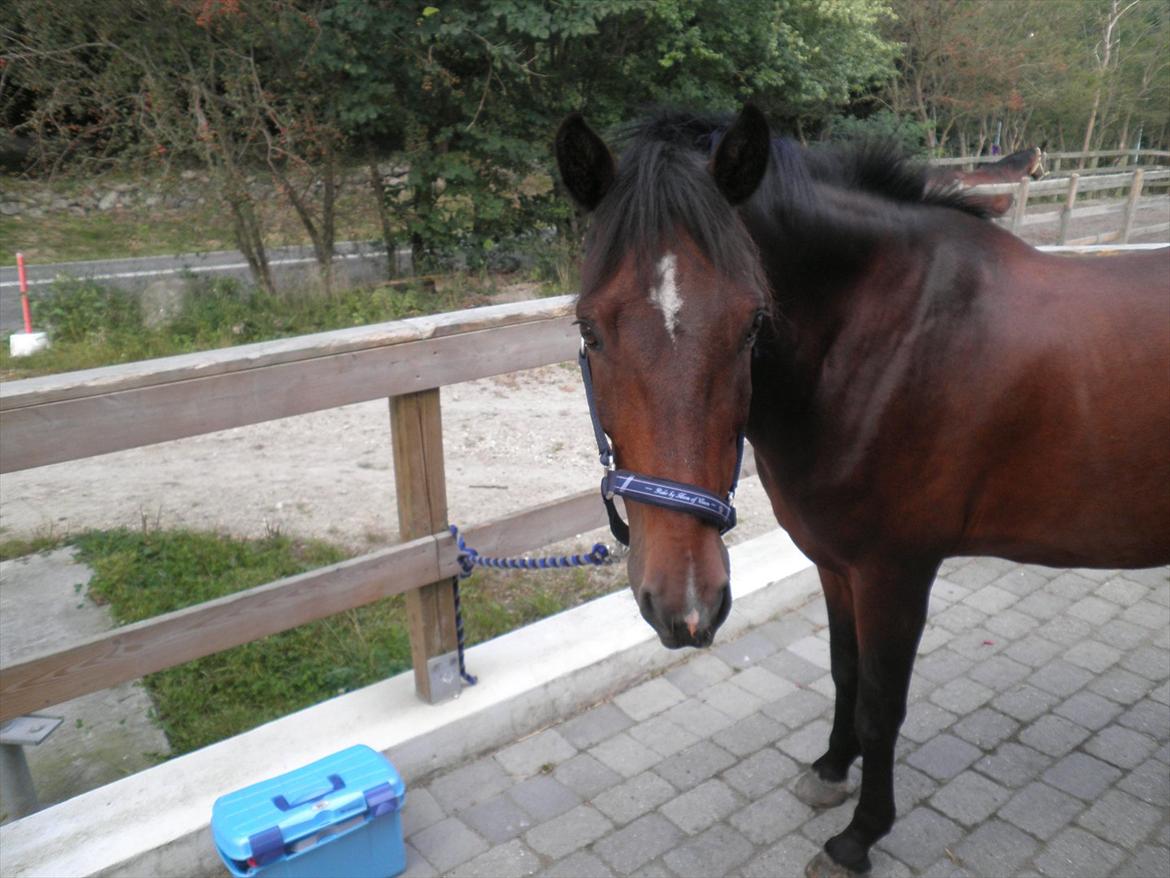 Irsk Sportspony Dundee Love you forever <3 - Dundee forever <3' billede 11