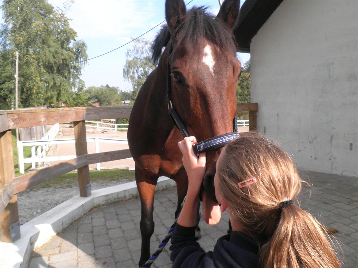 Irsk Sportspony Dundee Love you forever <3 - Læg mærke til tungen.. :D billede 13