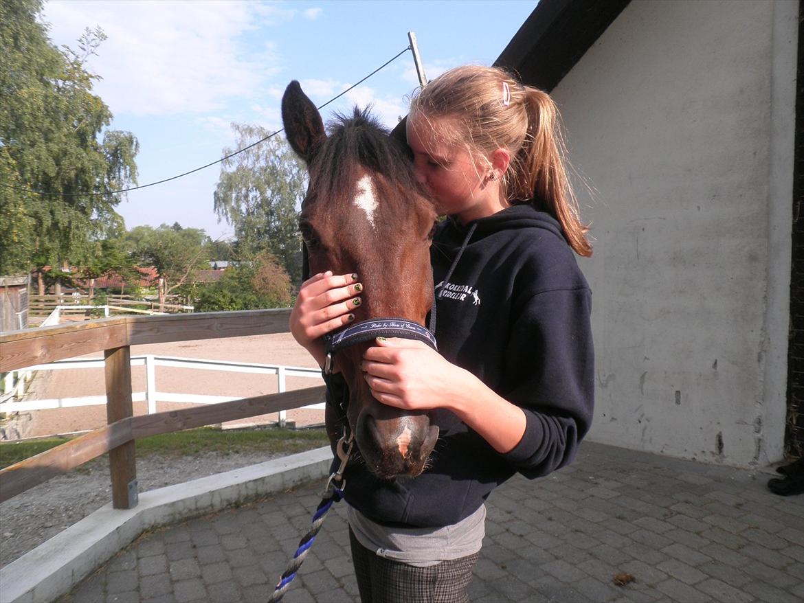 Irsk Sportspony Dundee Love you forever <3 - Møs møs <3 billede 14