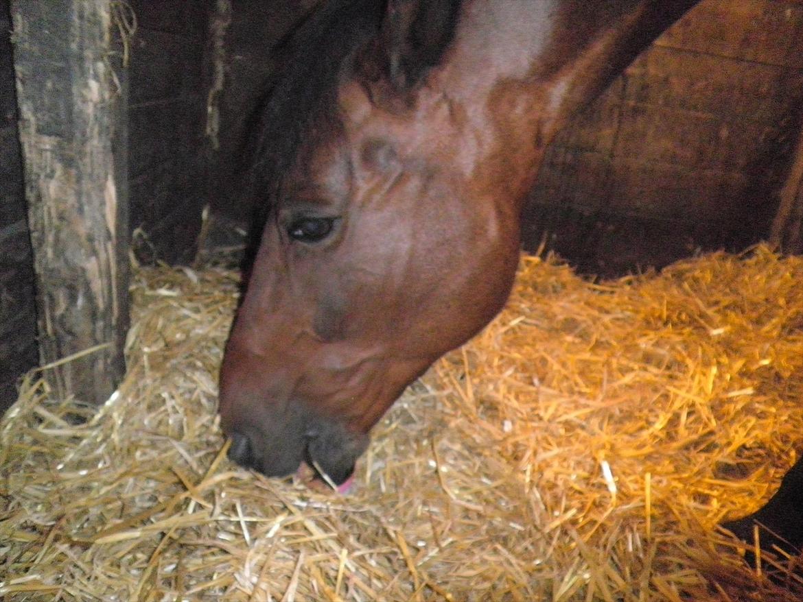 Irsk Sportspony Dundee Love you forever <3 - Sliksten..  billede 15