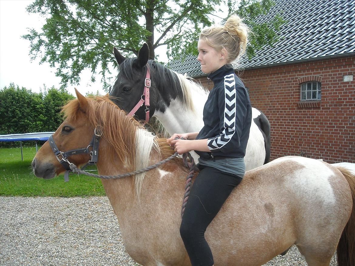 Shetlænder /Islænder Rasmus Klump. - Rasmus :-)! billede 2