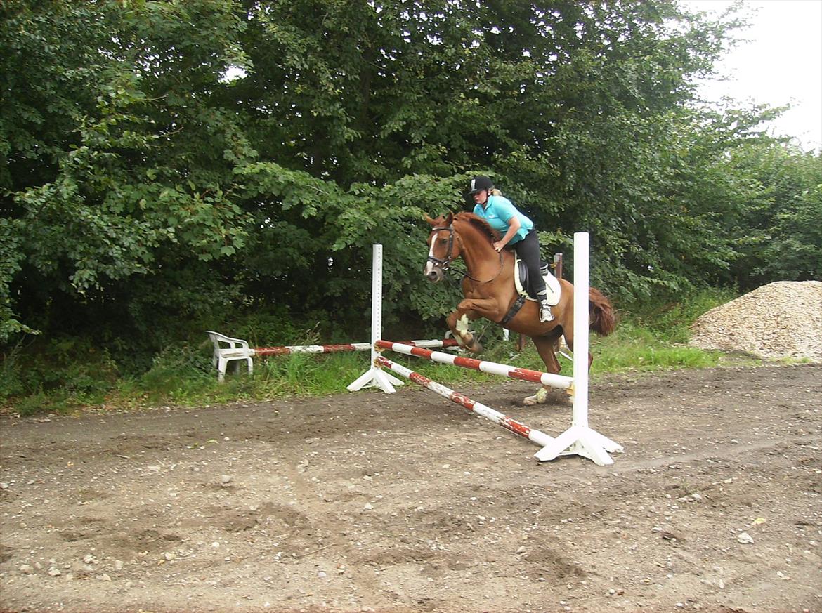 Dansk Varmblod Casandro billede 20