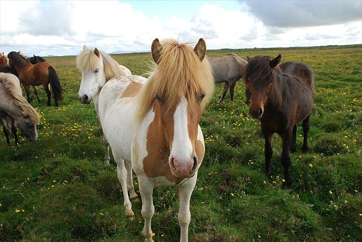 Islænder Sýn frá Ketilsstöðum - Velkommen til Sýn's profil :o) 
Hun er en meget glad og imødekommende hest - Billedet siger vel alt ? :p billede 2