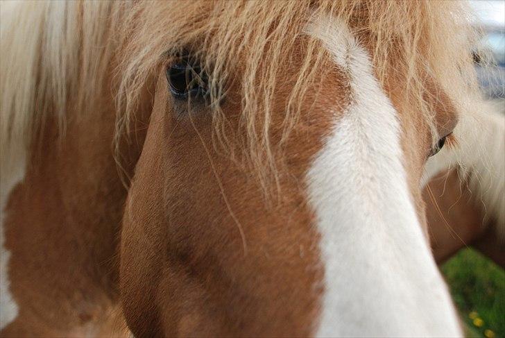 Islænder Sýn frá Ketilsstöðum - Meget nysgerrig! :D billede 3